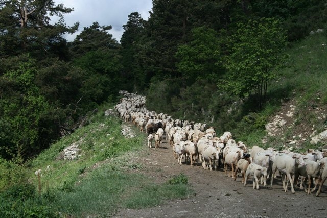  Siga la Trashumancia 